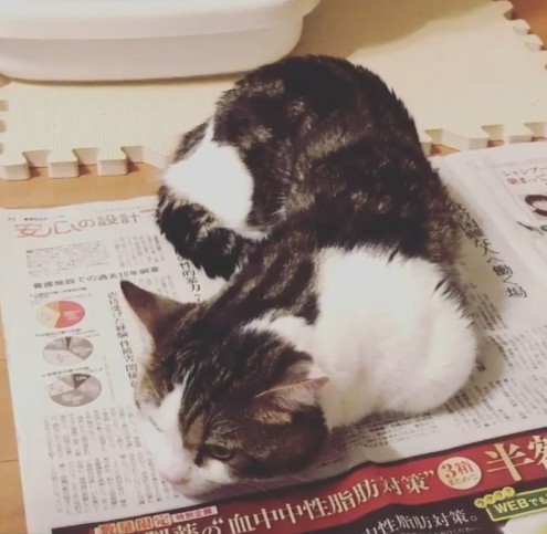 一隻貓咪表情那麼生動,也有可能時主人拍的好~不過他的主人也經常以奇怪的角度拍攝他~特別是躺在奇怪位置休息時的樣子。