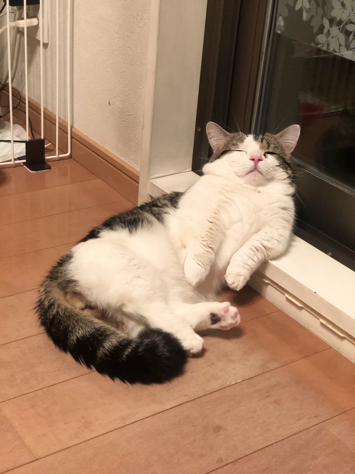 一隻貓咪表情那麼生動,也有可能時主人拍的好~不過他的主人也經常以奇怪的角度拍攝他~特別是躺在奇怪位置休息時的樣子。