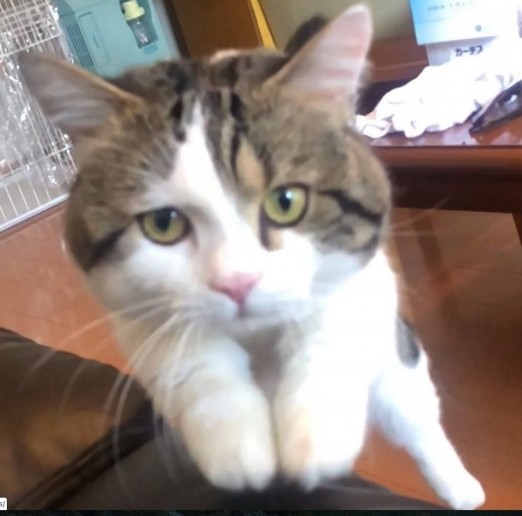 他的腿短短其實在小時候非常可愛,看起來特別笨拙,而且感覺行動會超慢的,很不靈活~不過Raito也會常常跳躍飛奔!