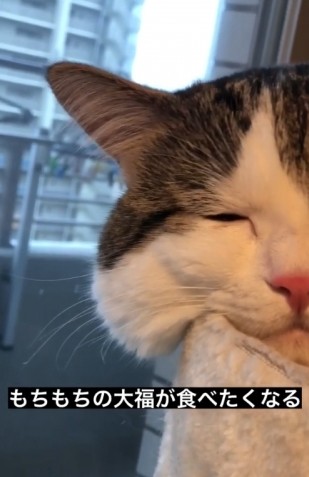 Raito還有一招必殺技,那就是他臉上肉肉的兩頰!網民和他的主人也十分迷戀他的面珠。在Raito睡在貓兜裏時,有時候竟會用那坨肉來托頭!肉就隨即擠了出來,主人稱他的臉頰為「日本的大福」,意思是像糯米糍的質地一樣軟!