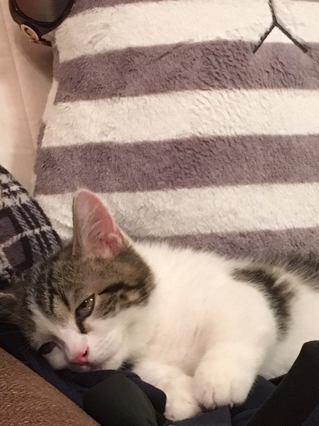 其實Raito平常並不是常常也那麼活潑,有時候他也在家中睡到「忘我」~嘴巴開開的,還睡到翻白眼。動作真的異常慵懶像個大叔一樣!