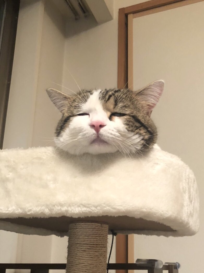 他的「頹廢」生活照讓不少網民也感到療癒,因為太過像人的關係,被網民聯想到自己放工時回到家中軟攤,又或是做完劇烈運動很累的樣子!