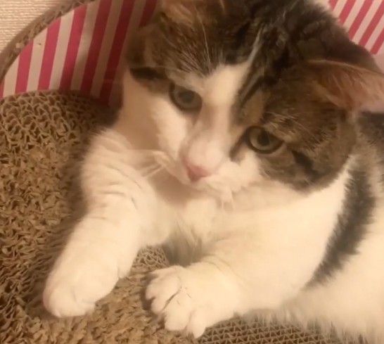 Raito的「失落皺眉」可能是基於他頭上兩片「八字形狀」的啡色毛,不開心時可能就看起來超悲傷的~天生就自帶效果,很有喜感!在他其他的照片中也看到其他可愛的表情!