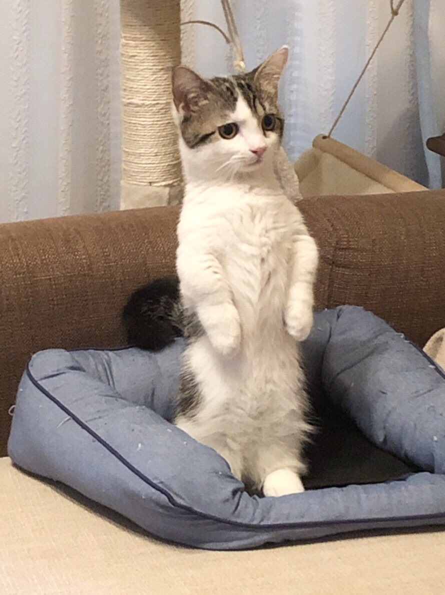 日本一隻短腿小貓Raito因為表情超厭世而在Twitter爆紅~Raito在捉逗貓棒失敗時樣子超失落而且竟皺起眉頭來!他的生活照也表情多多非常可愛,除了腿短超笨拙之外,兩頰肉肉面珠超像日本大福!