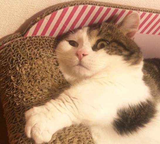 不少網民也超羨慕Raito的主人!比起一隻樣子端正高貴的貓,應該會更想擁有一隻這樣「醜」的貓吧!