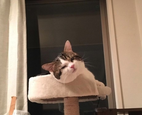 他的「頹廢」生活照讓不少網民也感到療癒,因為太過像人的關係,被網民聯想到自己放工時回到家中軟攤,又或是做完劇烈運動很累的樣子!