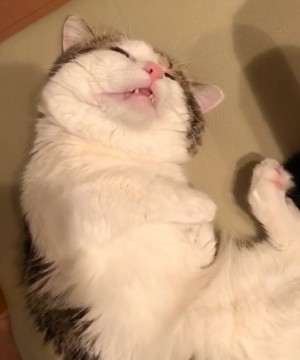 其實Raito平常並不是常常也那麼活潑,有時候他也在家中睡到「忘我」~嘴巴開開的,還睡到翻白眼。動作真的異常慵懶像個大叔一樣!