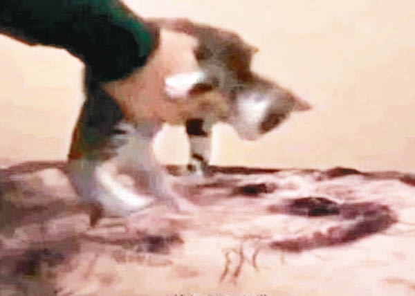 近日大眾才發現其實范源慶只是其中一位施虐者,內裏原來還有一個更大的組織在營運這盤黑色產業的「生意」。透過自行拍攝及販賣虐貓短片牟利,就像早前的「N號房」時間一樣黑暗。動物不會說話,只能慘叫承受,任人如肉。這種變態行為也可成為職業的世道淪常,簡直喪心病狂、風氣敗壞。