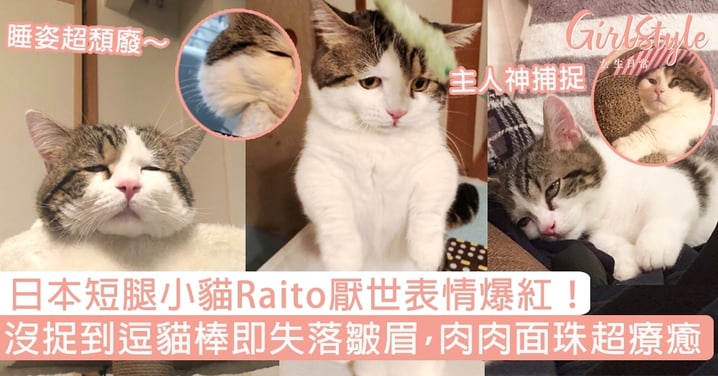 日本短腿小貓Raito厭世表情爆紅！沒捉到逗貓棒即失落皺眉，肉肉面珠超療癒～