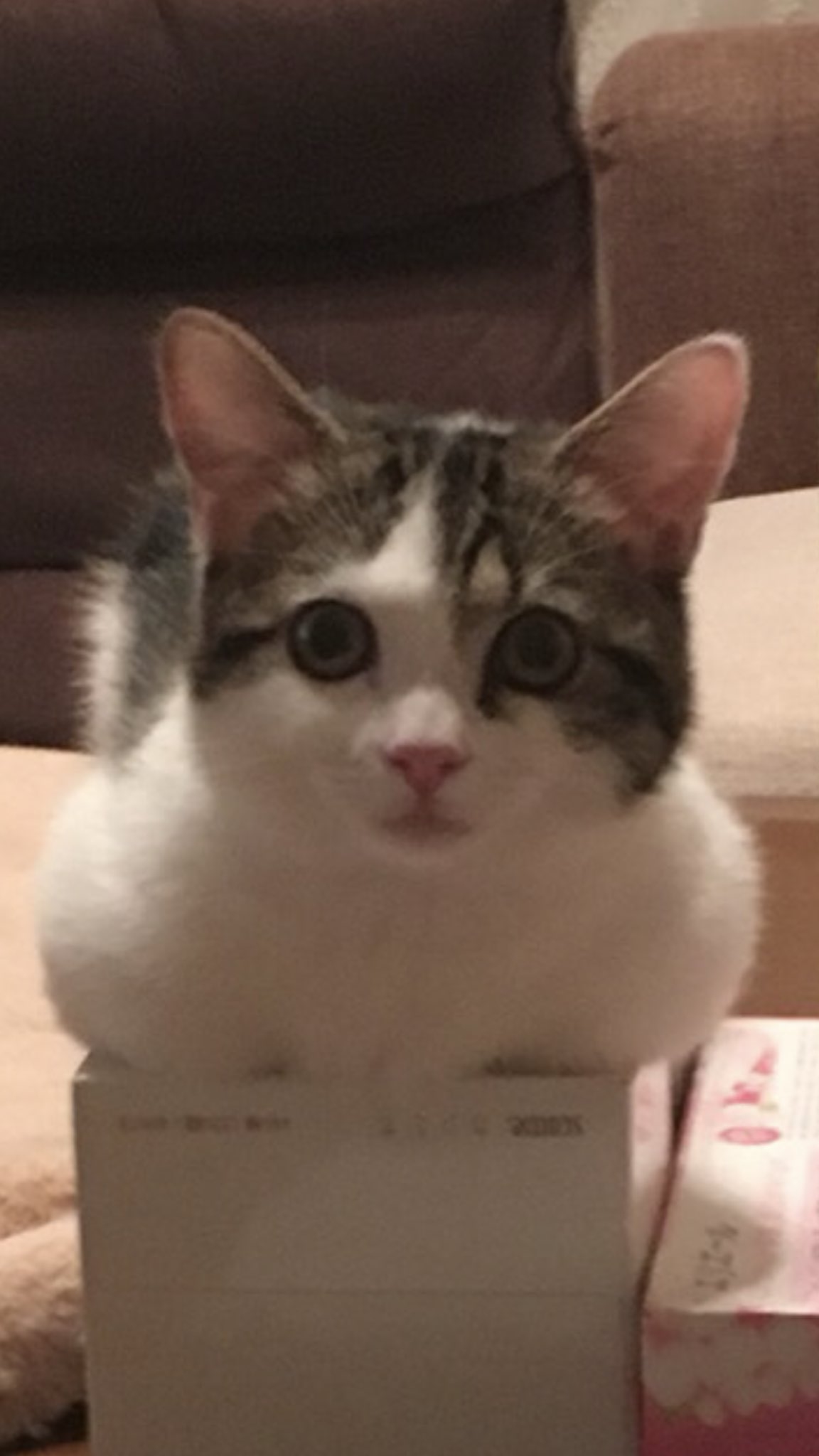 他除了會趴在桌子上,他還會睡在紙巾盒上和箱子上,因為他的腿短,有時候縮進身體下就會彷似一坨沒有手腳的毛,成了形狀奇怪的「液體貓」!