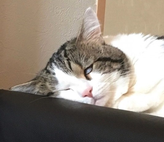 其實Raito平常並不是常常也那麼活潑,有時候他也在家中睡到「忘我」~嘴巴開開的,還睡到翻白眼。動作真的異常慵懶像個大叔一樣!