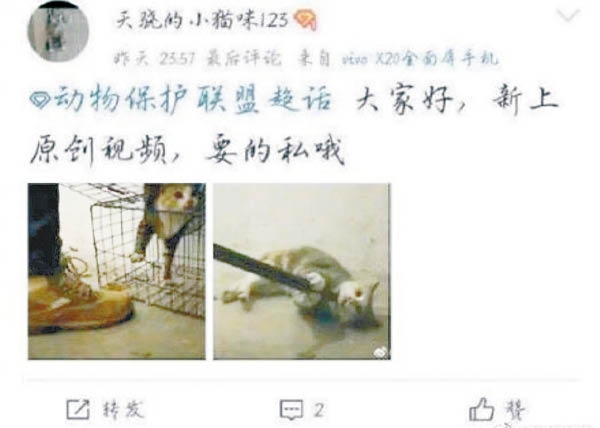 事件被揭發後,他雖然公開認錯,學校也發出聲明要求他退學,但是知情人士透露他還是如以往一樣偷偷虐待動物賺錢。主要的原因被網民指其實是法治上有漏洞,在懲治虐待動物者的法律上懲罰過輕,監管疏漏並無效,導致施暴者愈加囂張。即使受到輿論指罵,但是的兇手並沒有受到法律的制裁。