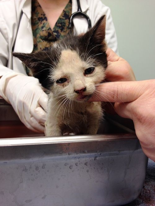 【內地動物N號房】近日中國大陸又被發現一個虐貓群組,至4月大陸一位大學生范源慶殘暴以燙水虐貓之後,再有虐待事件發生,更與「N號房事件」的賺錢手法相約。他們甚至從個人行為升級至一個可賺錢的工作,其規模及手法更為高深,揭發更多動物受害的事件,當中更有施虐者自稱能每月賺4萬,而且最年輕的只有十歲。