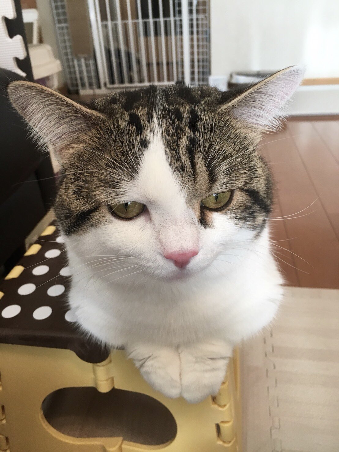 Raito的「失落皺眉」可能是基於他頭上兩片「八字形狀」的啡色毛,不開心時可能就看起來超悲傷的~天生就自帶效果,很有喜感!在他其他的照片中也看到其他可愛的表情!