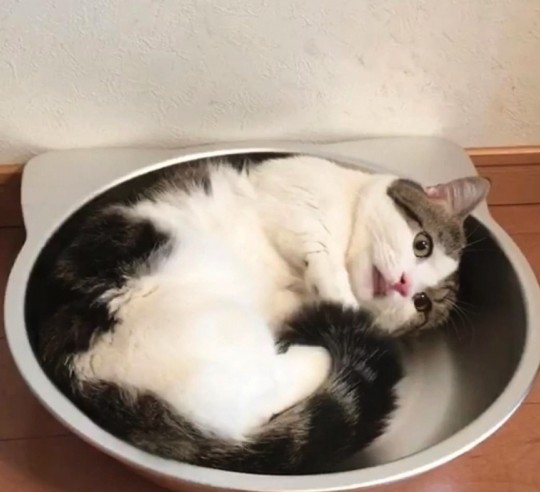 經典的「液體貓」就是在形容貓的型態像水一樣流動,可隨著容器而改變身體形狀!而Raito也有這個技能~