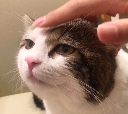 像是對任何事情都超不滿~在主人摸頭時,他樣子也會表示「很舒服」,但是也是有一種高傲的不屑!