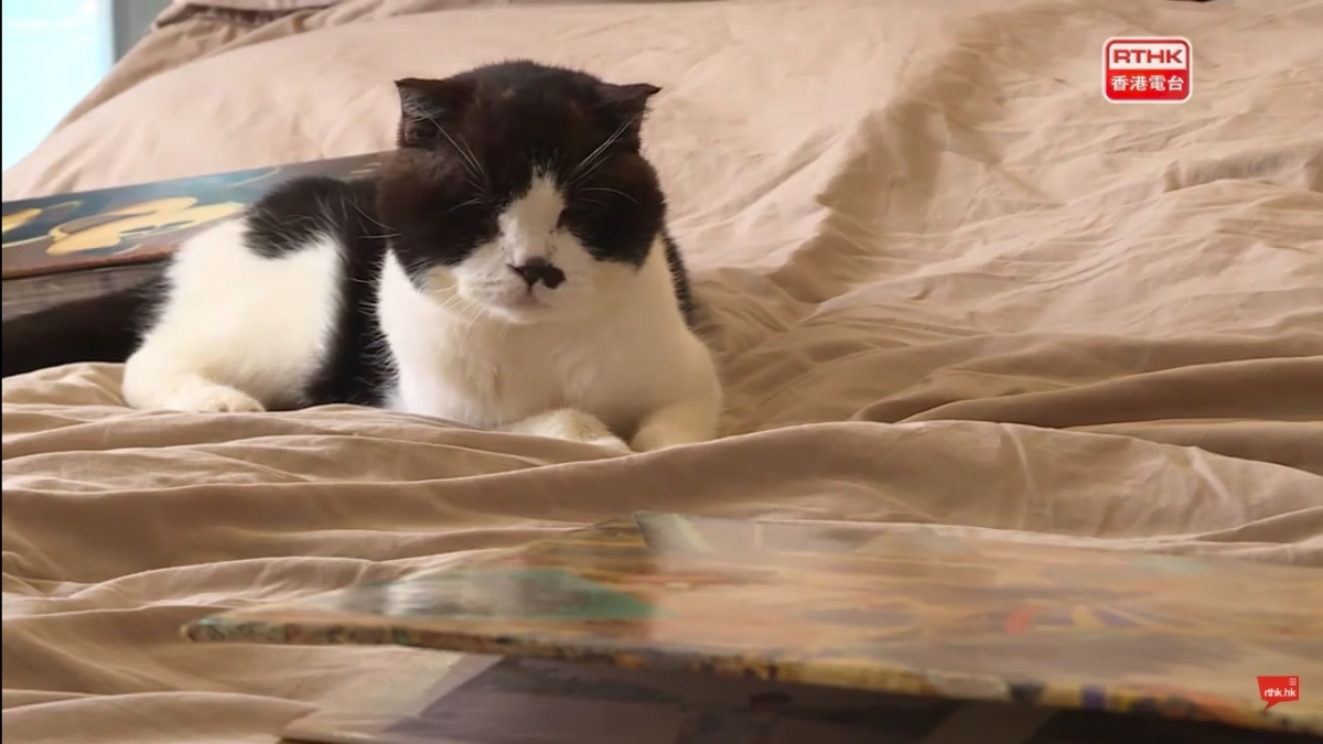 港人一家移民台灣/老公留港照顧病貓終老