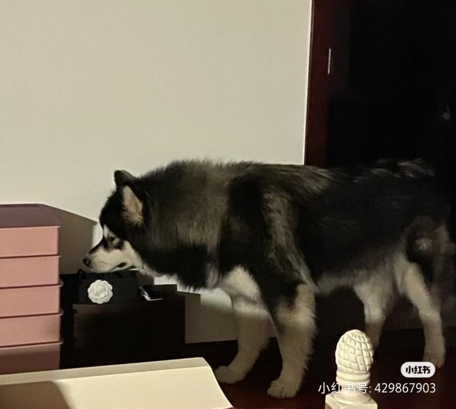 雪橇咬爛主人Chanel小羊皮銀包