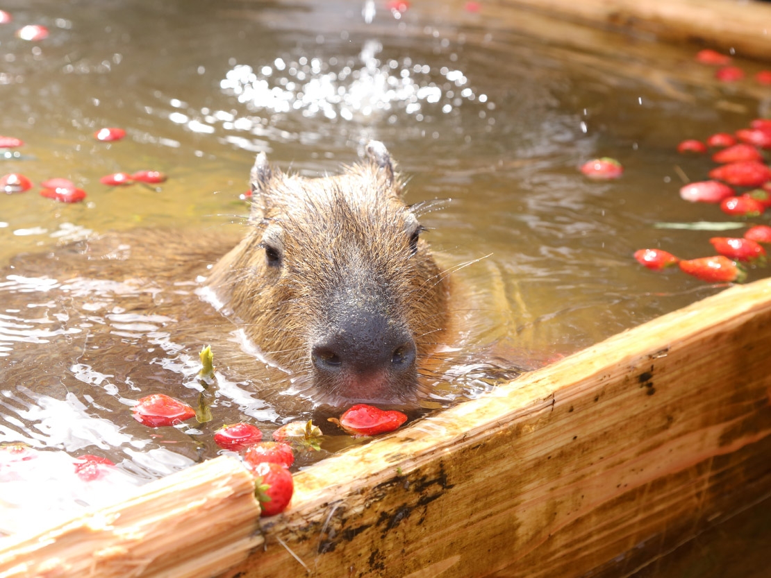 另外,其他水果也是牠們的最愛,有動物園更會為他們加入蘋果和士多啤梨!畫面超色彩繽紛,水中還漂浮著咬了幾口的水果,真的超奢華~