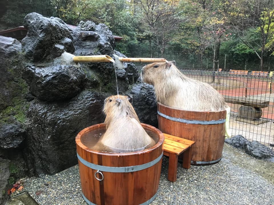 牠們的溫泉也有分「個人湯」和「公共澡堂」!浸「個人湯」的水豚們,隨著溫泉流水淋在頭上,就乖乖的安坐在木桶中。一些體型較大的就好像比較適合「公共澡堂」,屁股塞滿了木桶,樣子超可愛,融化人們的心~