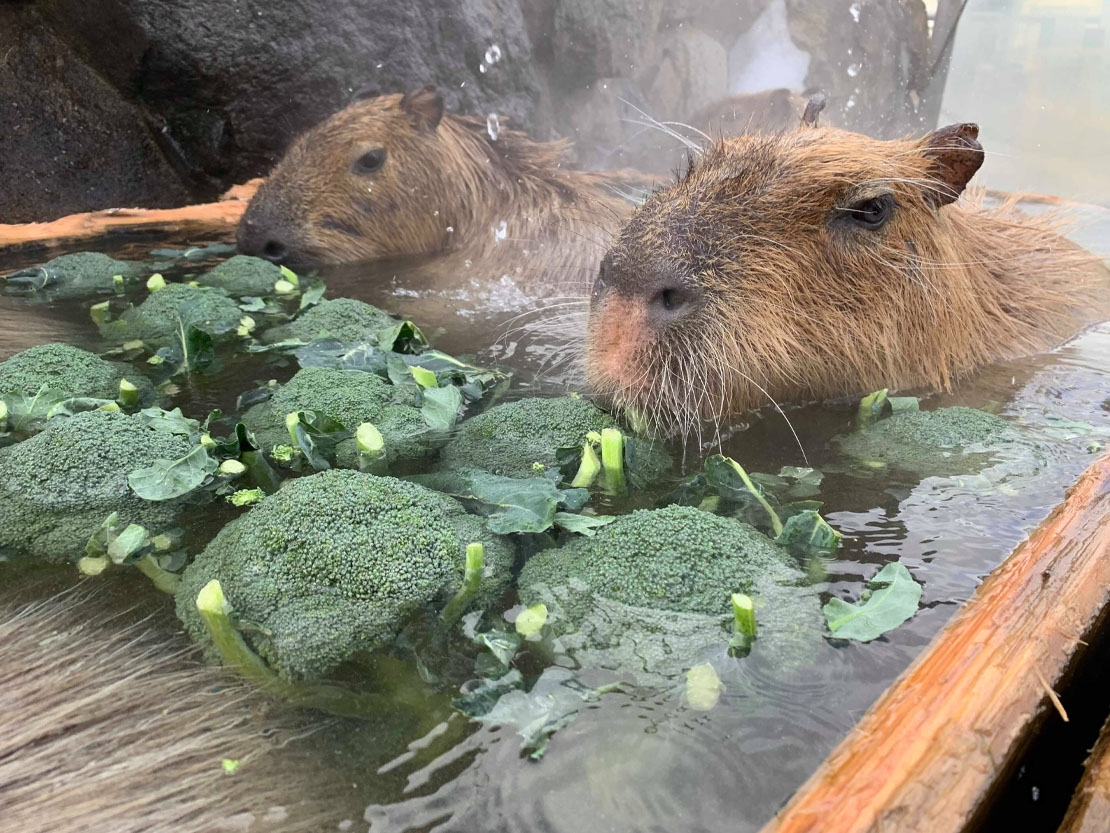 這個方法被流傳開去,到現時不少動物園也會採用~不同動物園會提供柚子溫泉等不同種類溫泉給水豚暖身~其中一家動物園就會在柚子溫泉中加入牠們最愛的食糧——白菜和西蘭花!