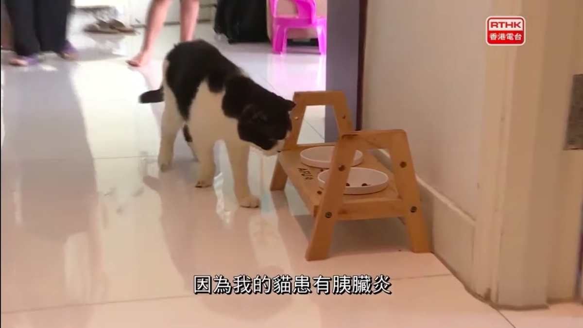 港人一家移民台灣/老公留港照顧病貓終老