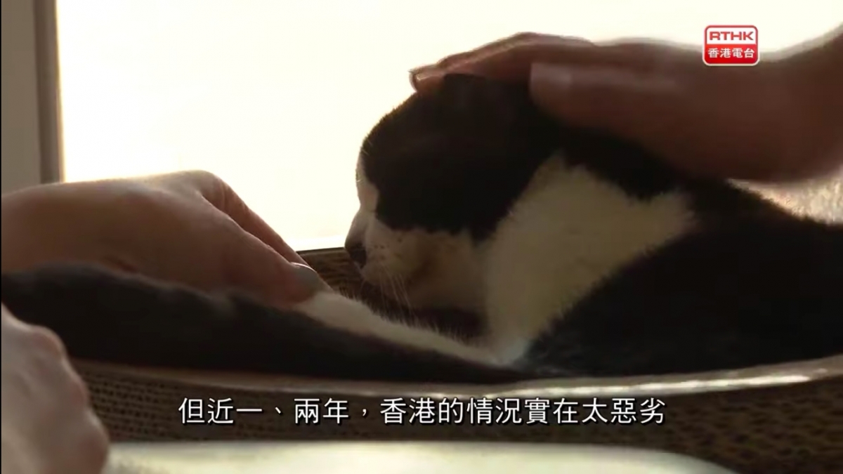 港人一家移民台灣,老公留港照顧病貓終老