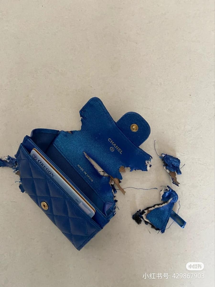 雪橇咬爛主人Chanel小羊皮銀包
