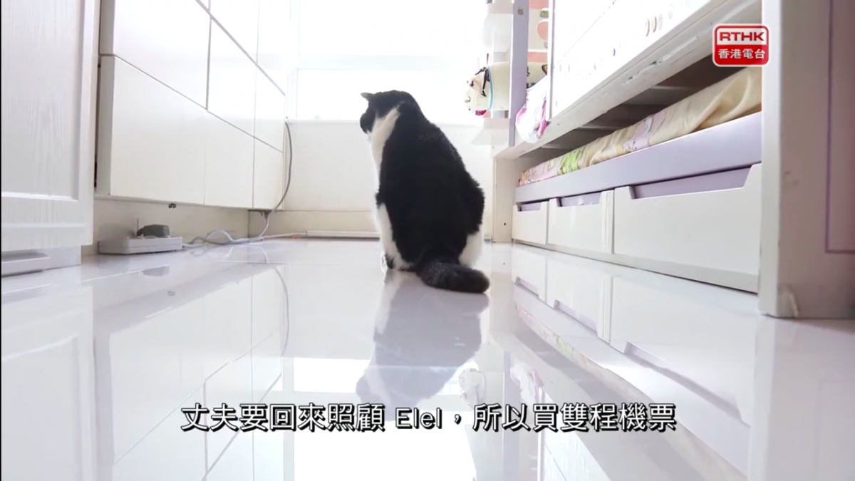 港人一家移民台灣/老公留港照顧病貓終老