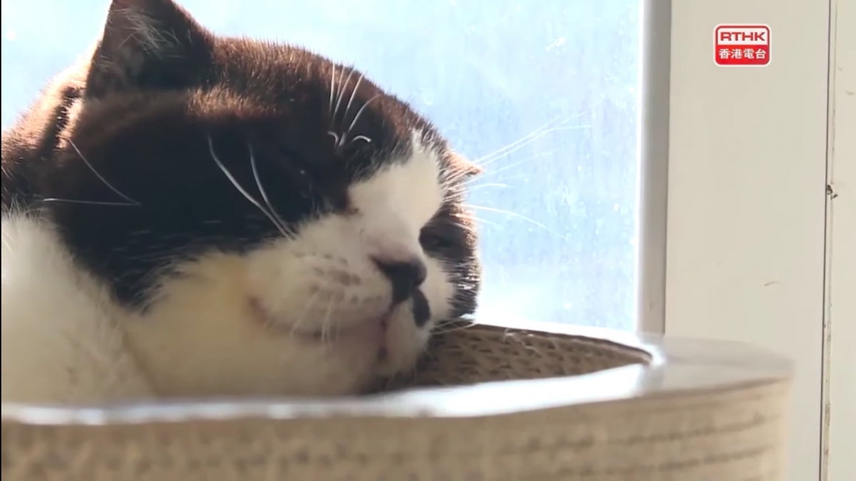 港人一家移民台灣/老公留港照顧病貓終老