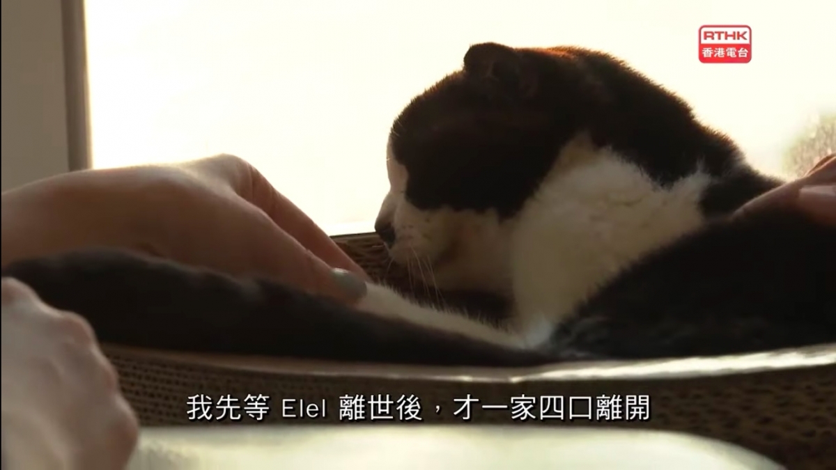 港人一家移民台灣/老公留港照顧病貓終老