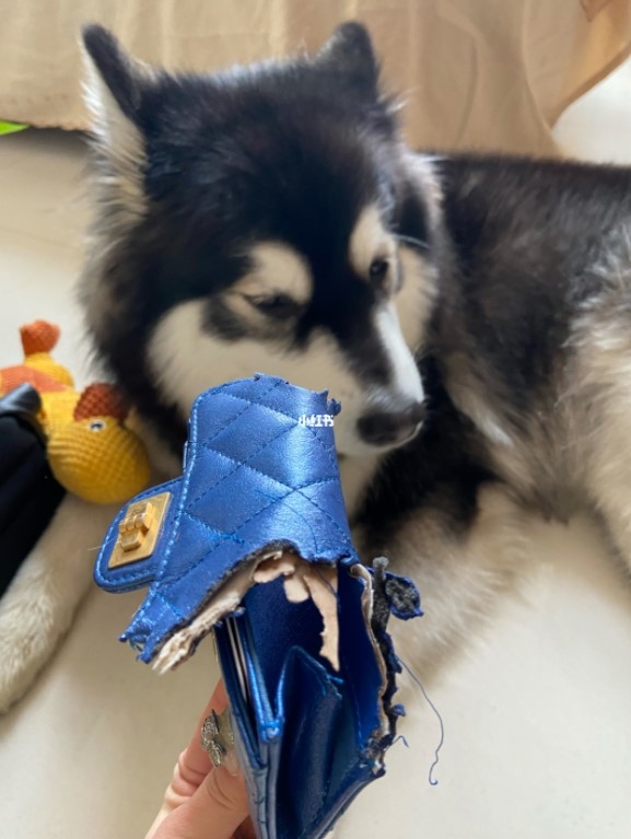 雪橇咬爛主人Chanel小羊皮銀包