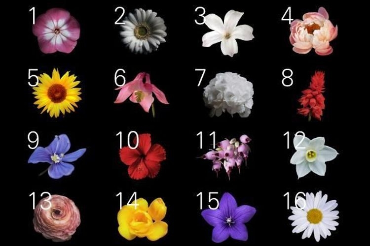 這個「MBTI代表花測試」是由韓國的化妝品及健康功能食品品牌LU42推出的