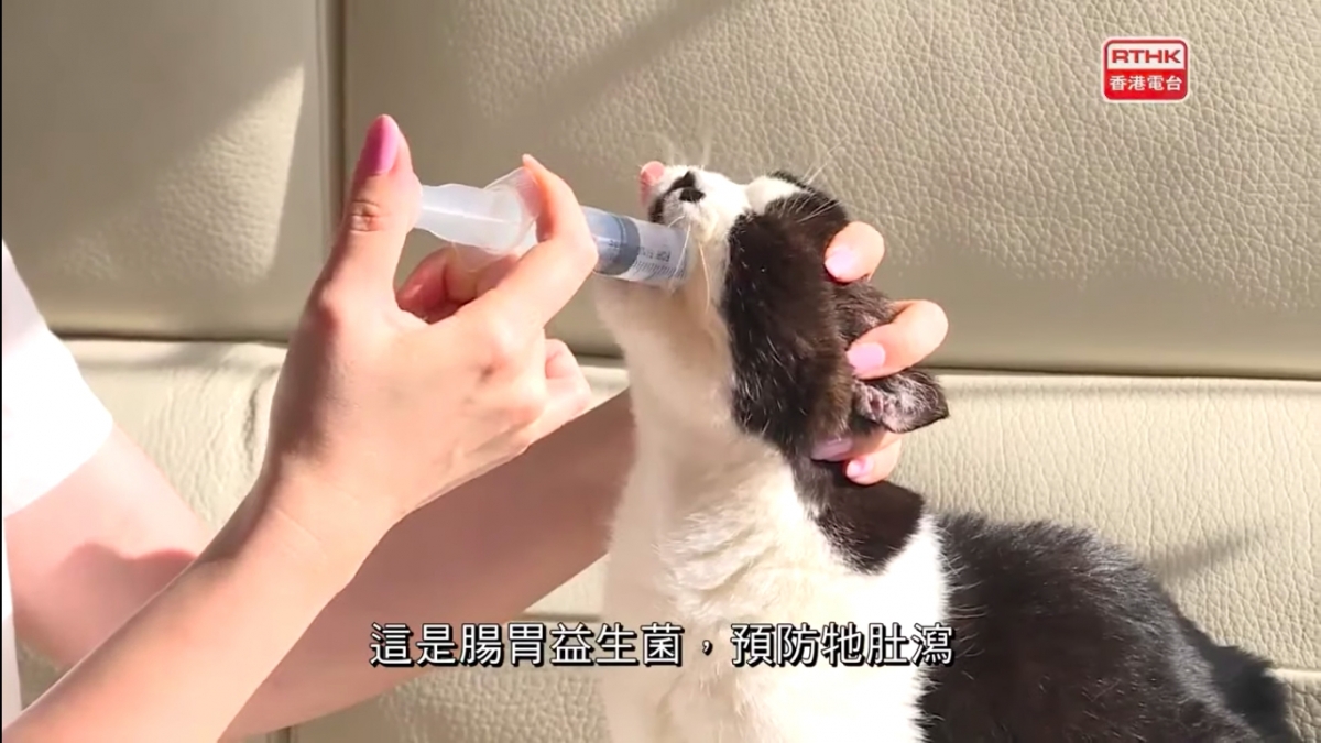 港人一家移民台灣/老公留港照顧病貓終老