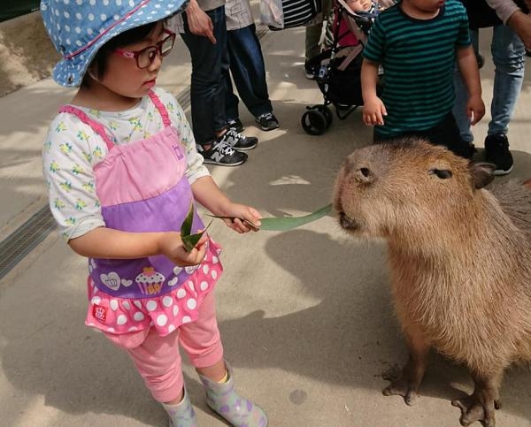 不少愛動物的人到日本旅遊時都會選擇到動物園裏參觀,探訪不同可愛的動物~當中呆萌的水豚也受到不少人的喜愛,不但身形圓圓又笨拙,牠也因無奈的表情爆紅!