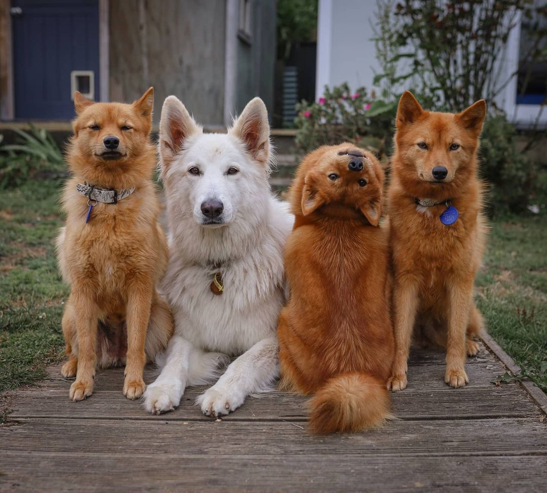 Kiko的個性十分活潑好動,連帶拍照的姿勢也充滿個人特色。每逢主人為狗狗一家拍照時