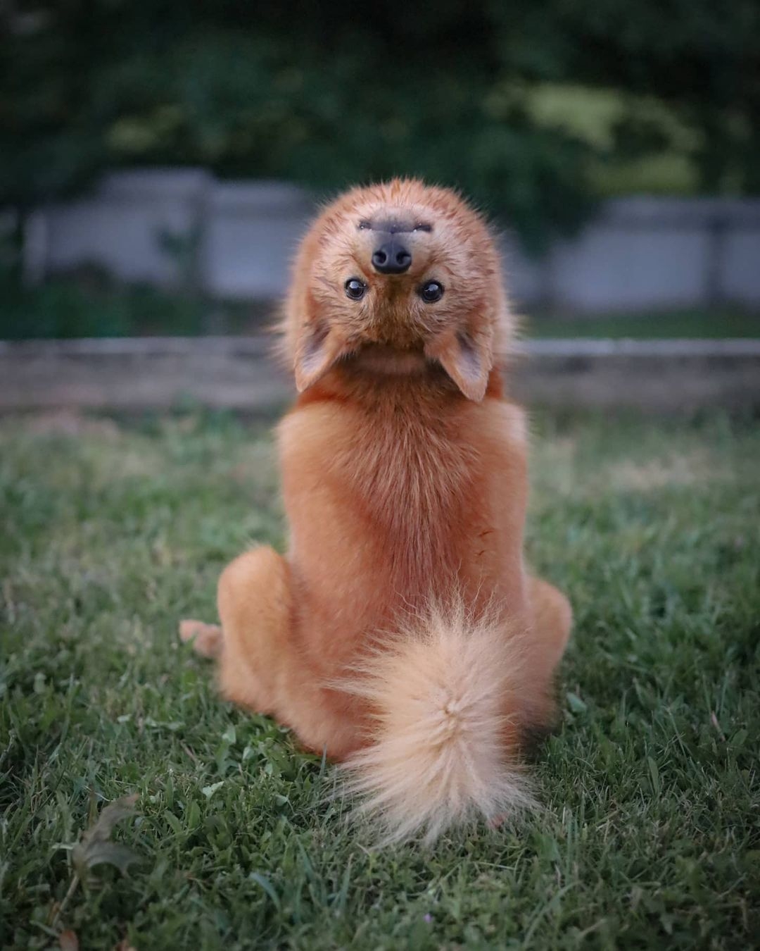 不過Kiko其實不只在合照時會以這樣的姿態示人,連平常拍攝單人照時也會擺出牠的招牌「甫士」