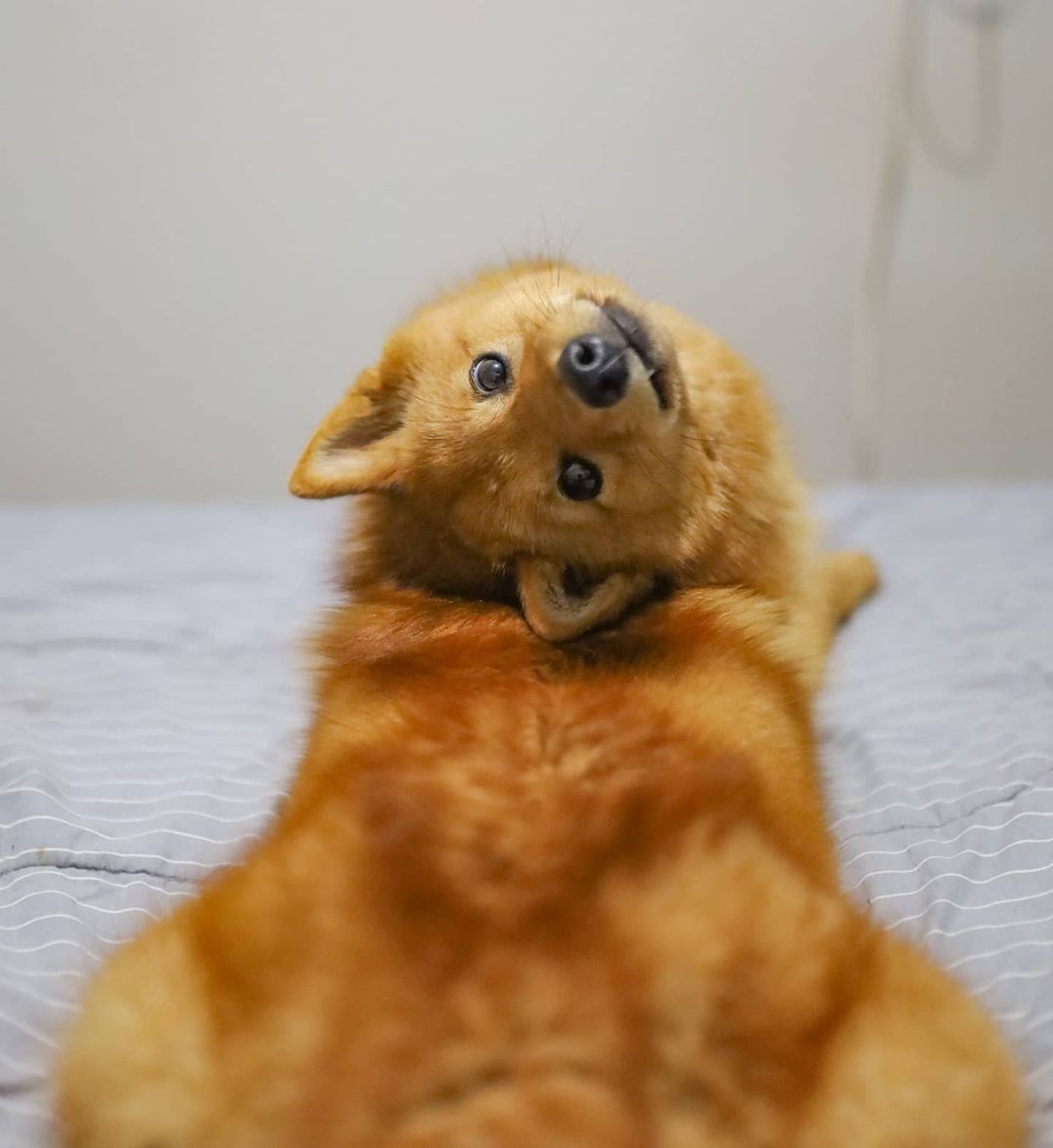 以高難度的動作留下倩影,牠就是住在紐西蘭的Kiko了!