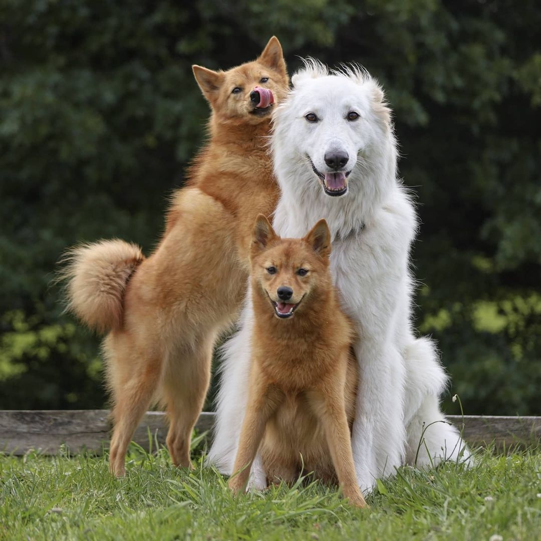 Kiko其實是一隻9個月大的芬蘭獵犬,現正居住在女飼主Ashleigh Macpherson的家中