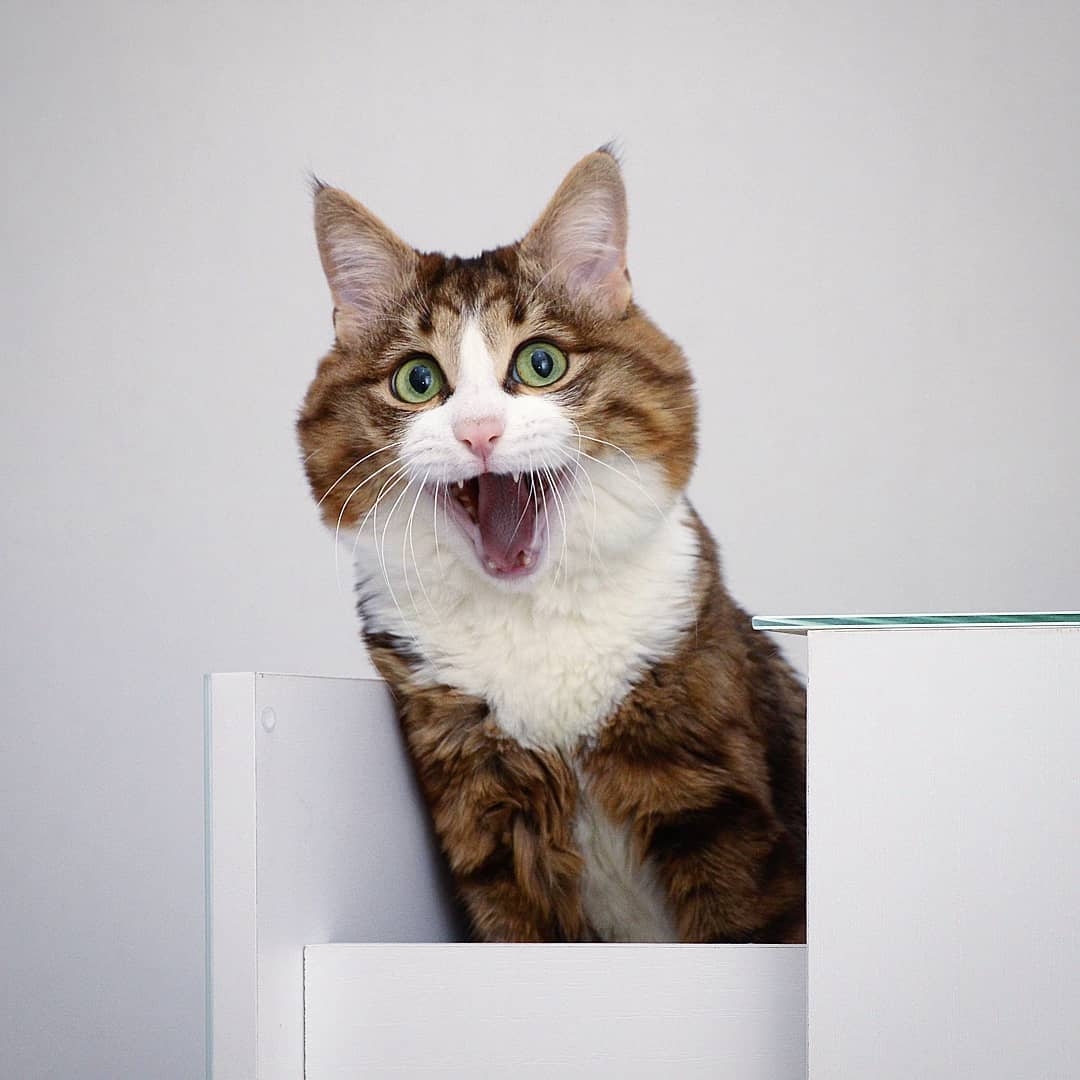 超抵死虎皮貓Rexie表情豐富堪比人類!半身癱瘓依然積極生活超勵志,坐擁61萬粉絲