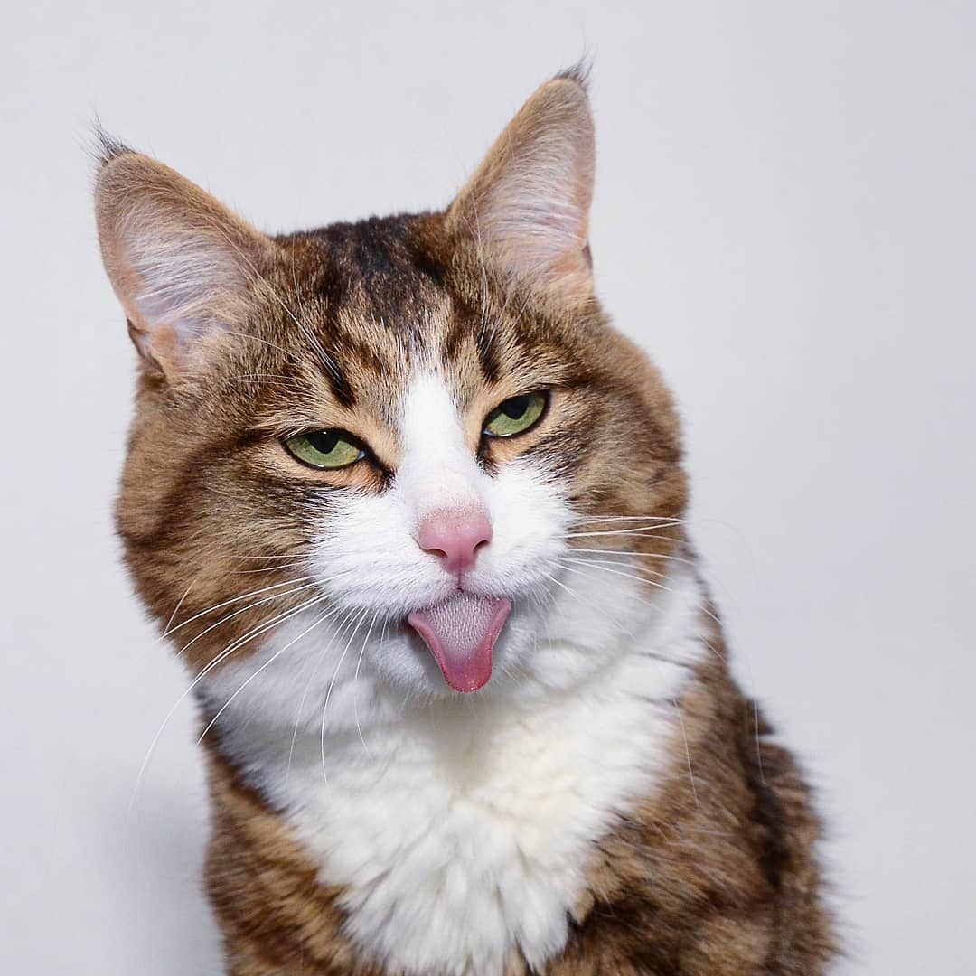 超抵死虎皮貓Rexie表情豐富堪比人類!半身癱瘓依然積極生活超勵志,坐擁61萬粉絲