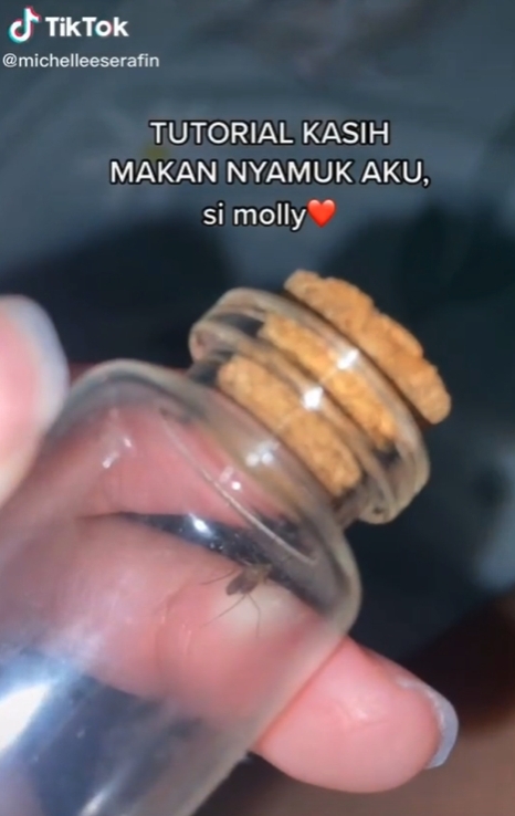 印尼少女拍片教「養蚊」爆紅！竟能神奇操控蚊子、放大腿上吸血？網民：好不安