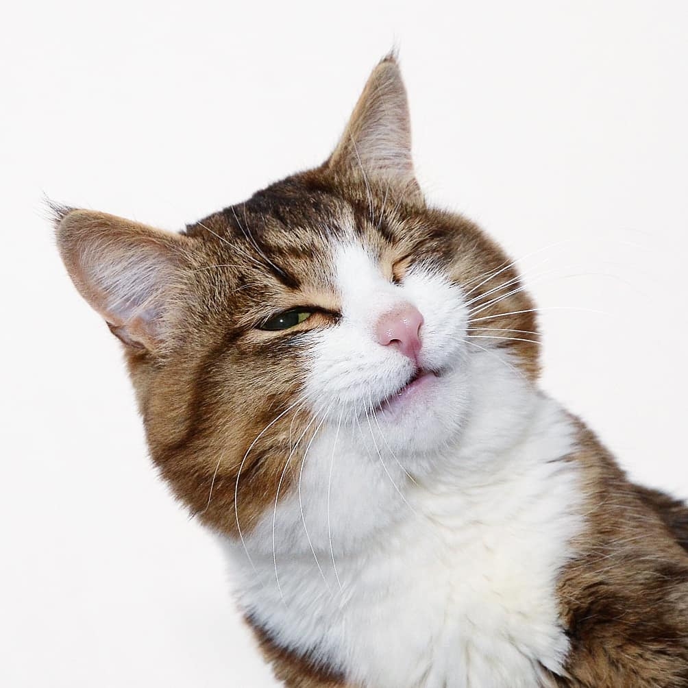 超抵死虎皮貓Rexie表情豐富堪比人類!半身癱瘓依然積極生活超勵志,坐擁61萬粉絲