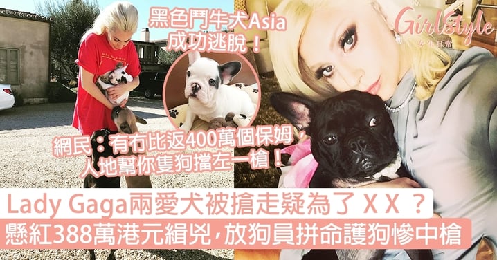 Lady Gaga兩愛犬被搶疑為了X X？懸紅388萬港元緝兇，放狗員拼命護犬慘中槍！