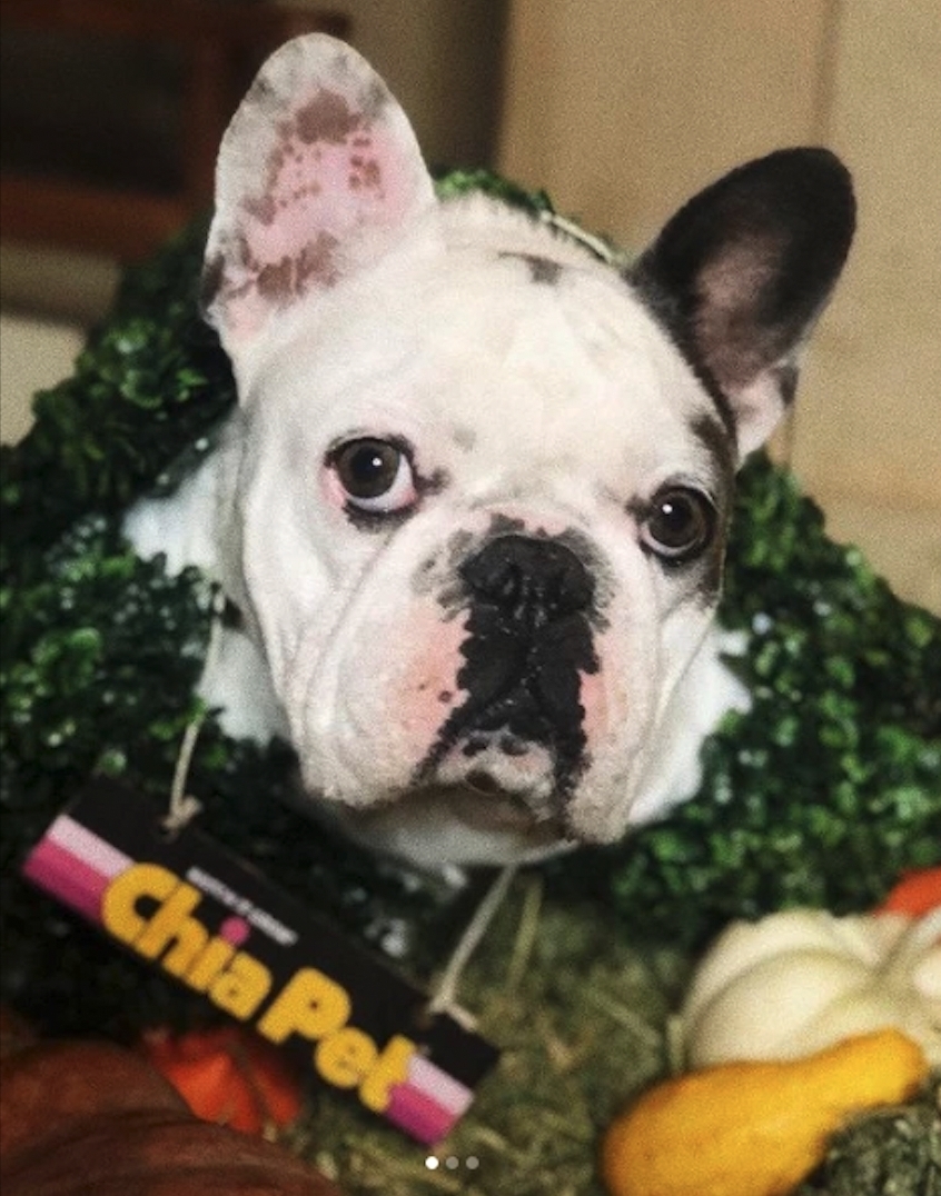 法國鬥牛犬的幼犬價值相當高,可達數千美元,因此近年多了不法之徒去偷法國鬥牛犬以轉手出售