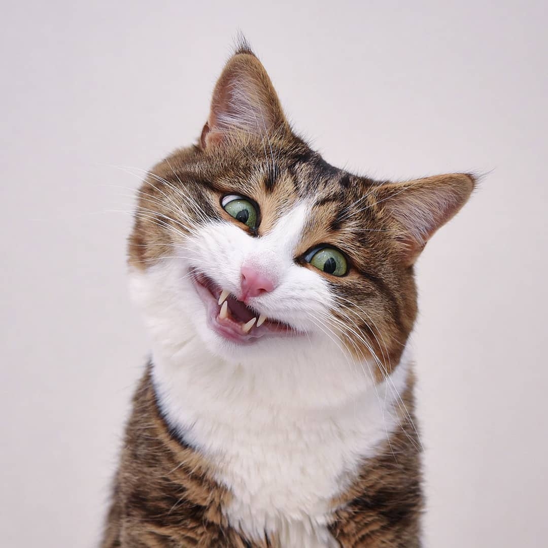 超抵死虎皮貓Rexie表情豐富堪比人類!半身癱瘓依然積極生活超勵志,坐擁61萬粉絲