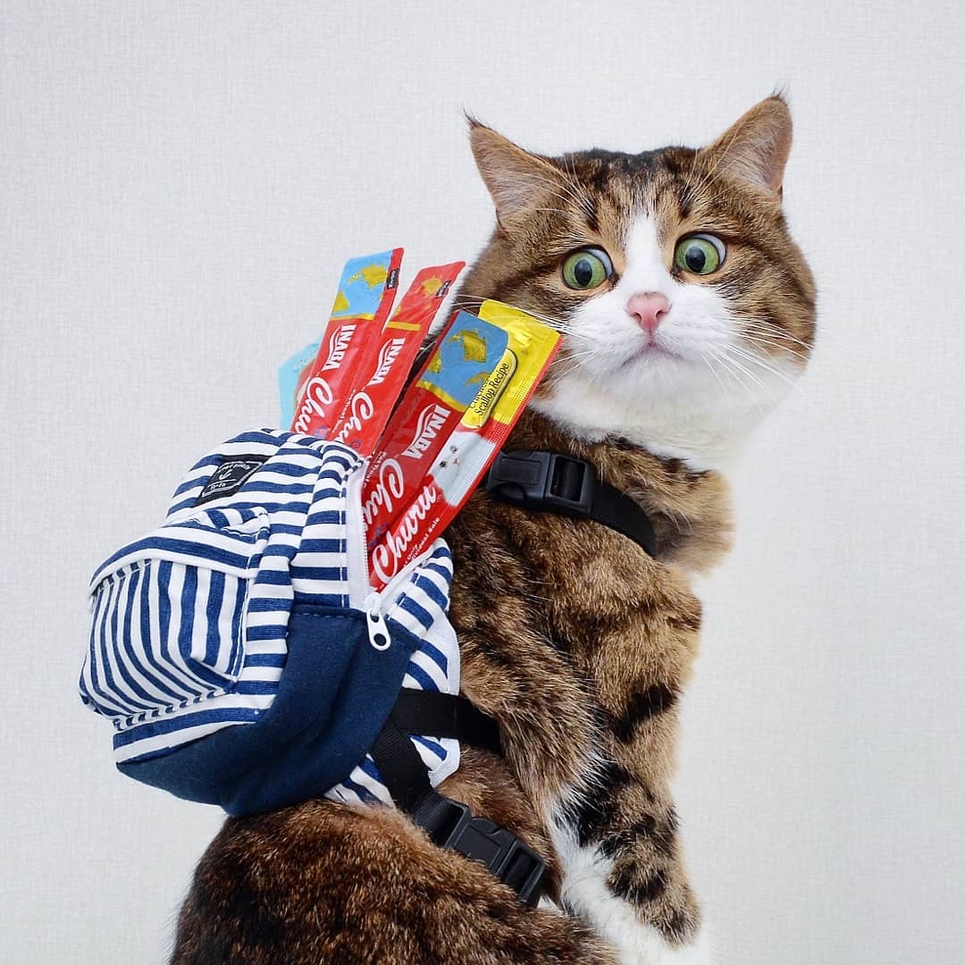 超抵死虎皮貓Rexie表情豐富堪比人類!半身癱瘓依然積極生活超勵志,坐擁61萬粉絲