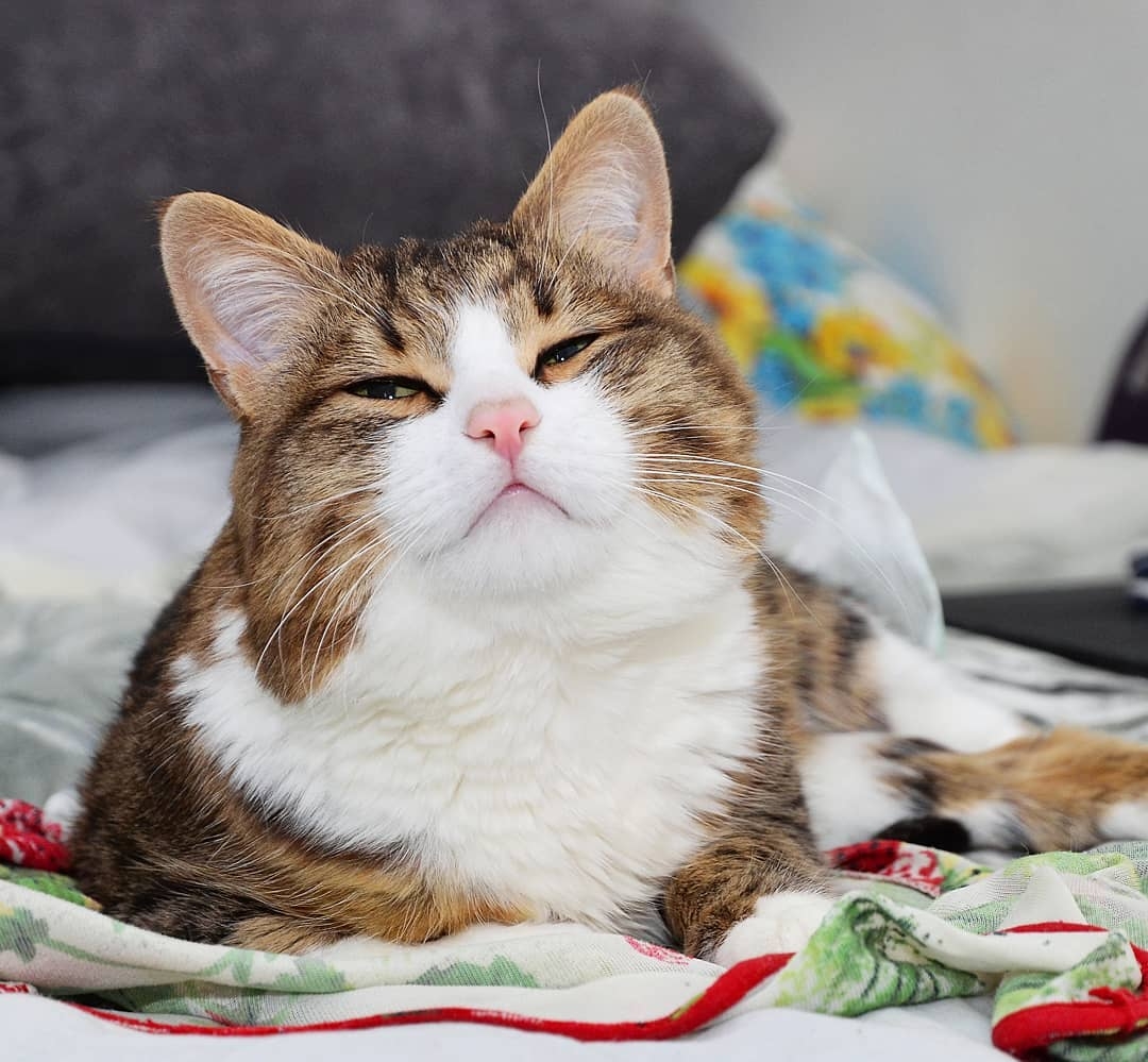 超抵死虎皮貓Rexie表情豐富堪比人類!半身癱瘓依然積極生活超勵志,坐擁61萬粉絲