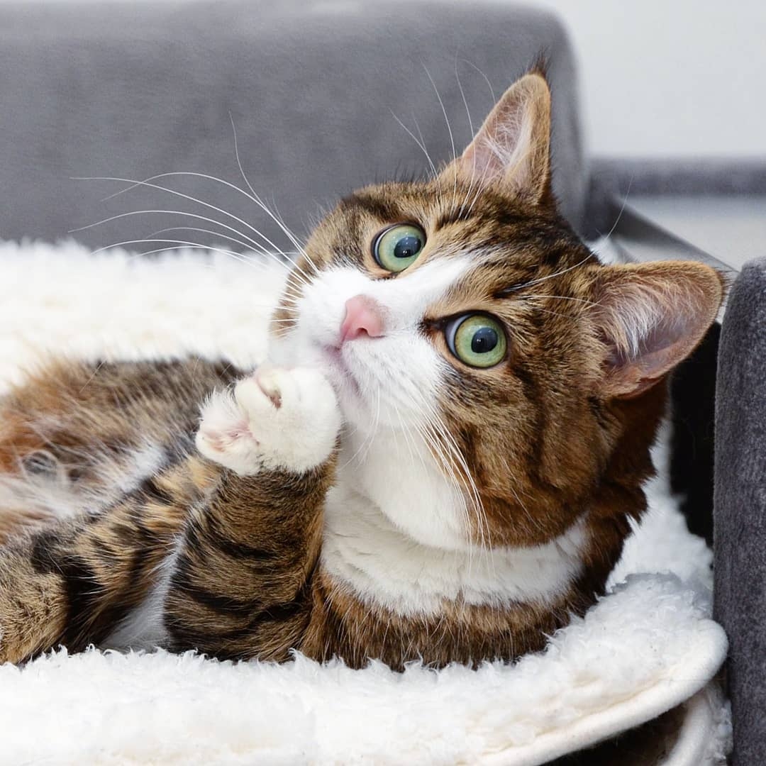 超抵死虎皮貓Rexie表情豐富堪比人類!半身癱瘓依然積極生活超勵志,坐擁61萬粉絲