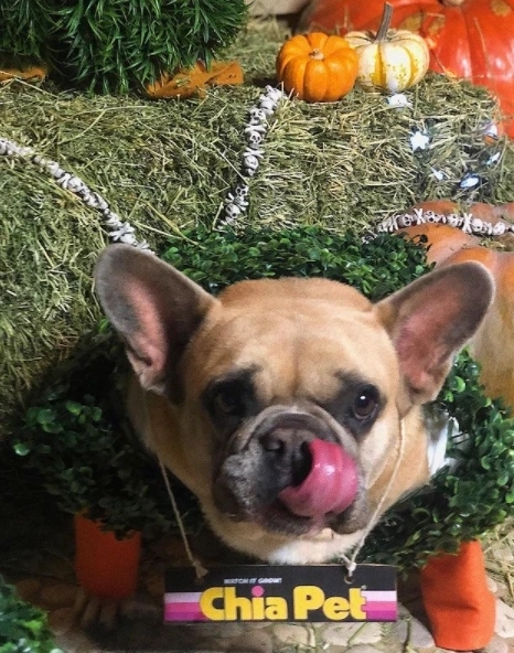 Lady Gaga曾在IG公布一張法國鬥牛犬相片,據美國肯內爾俱樂部稱,法國鬥牛犬在美國排行第四